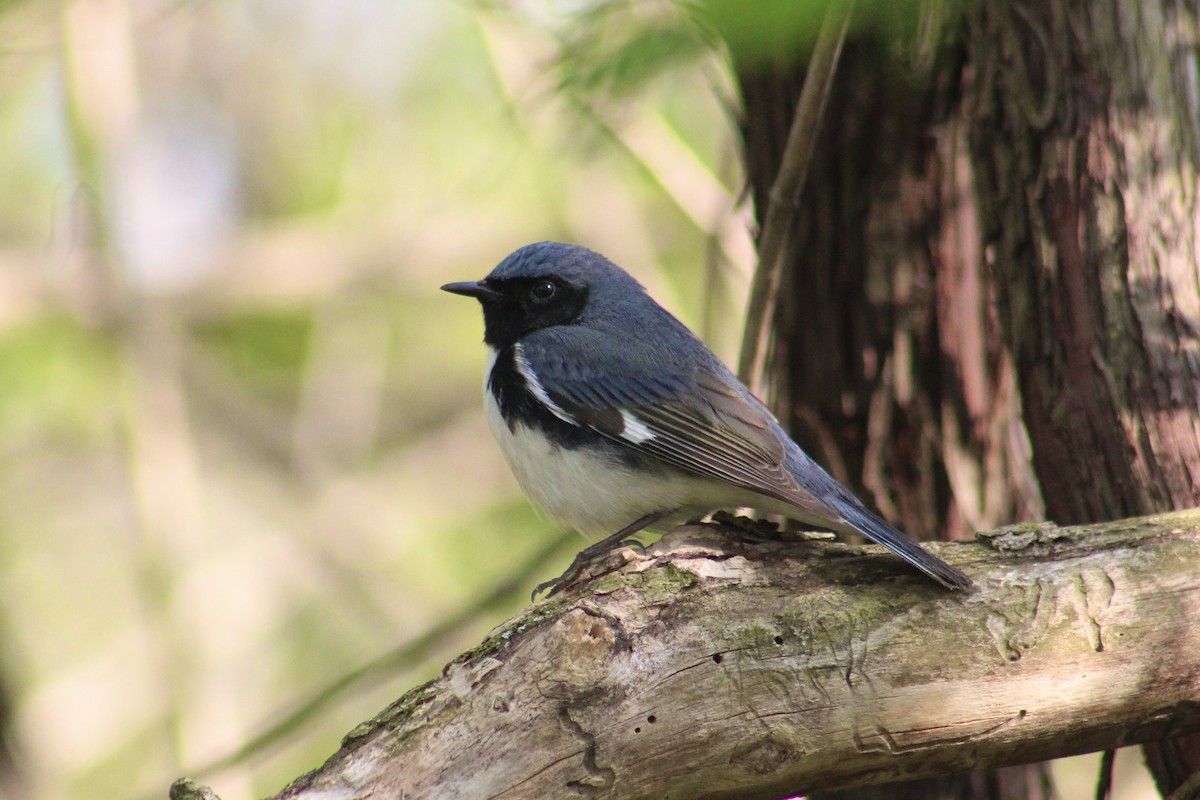 Black-throated Blue Warbler - James Mitchell