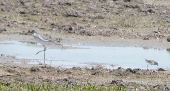 Lesser Yellowlegs - ML446436401