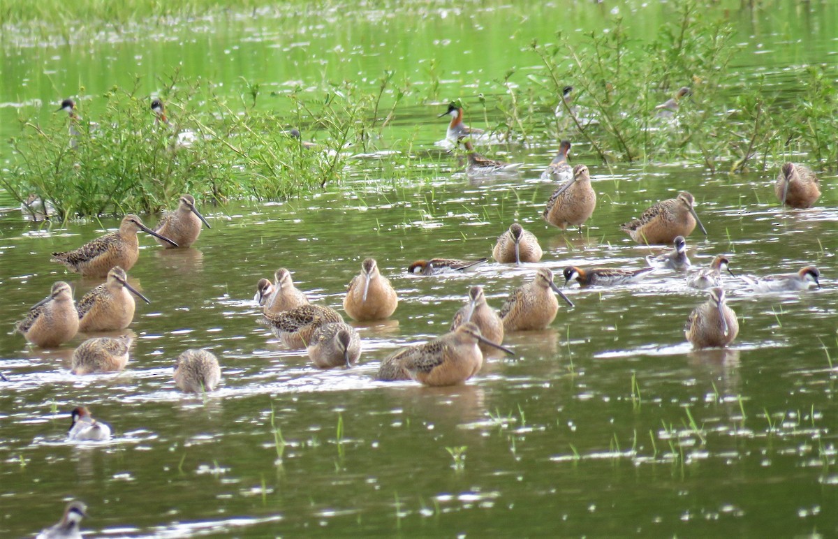 Long-billed Dowitcher - ML446436791