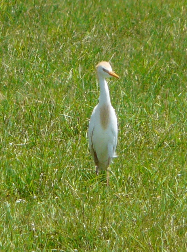 Western Cattle Egret - ML446436931