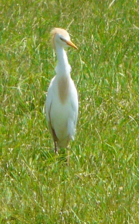 Чапля єгипетська (підвид ibis) - ML446436981