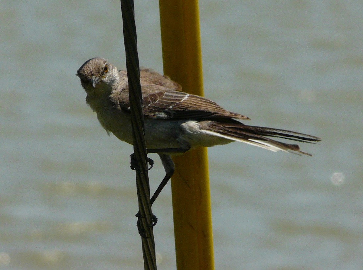 Northern Mockingbird - ML446437101