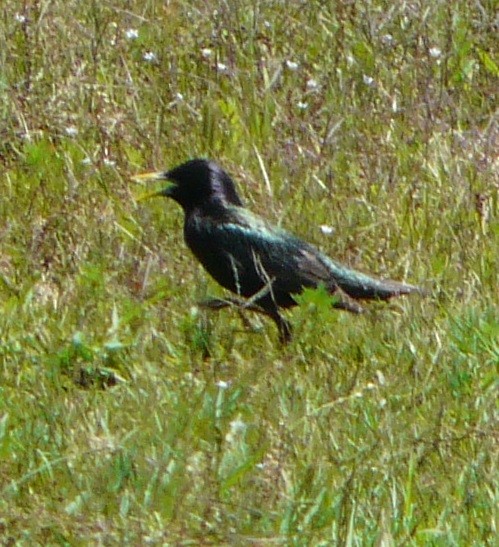 European Starling - ML446437131