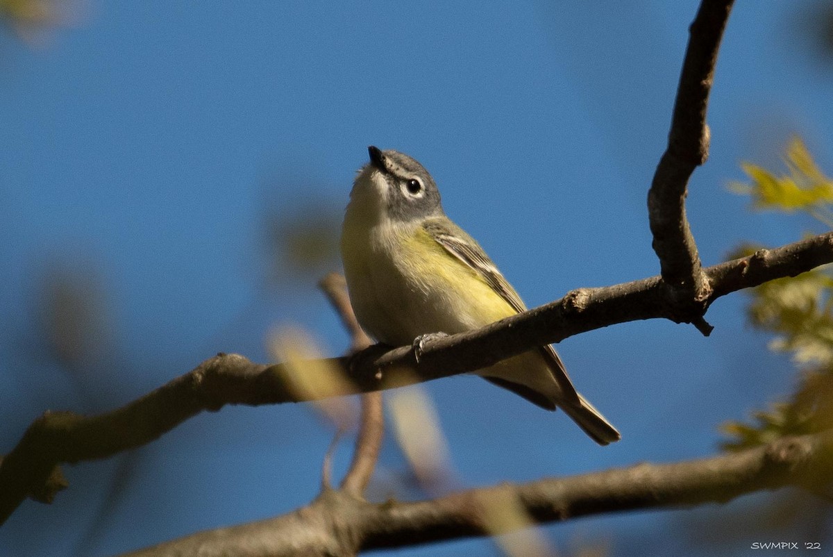 Mavi Başlı Vireo - ML446437321