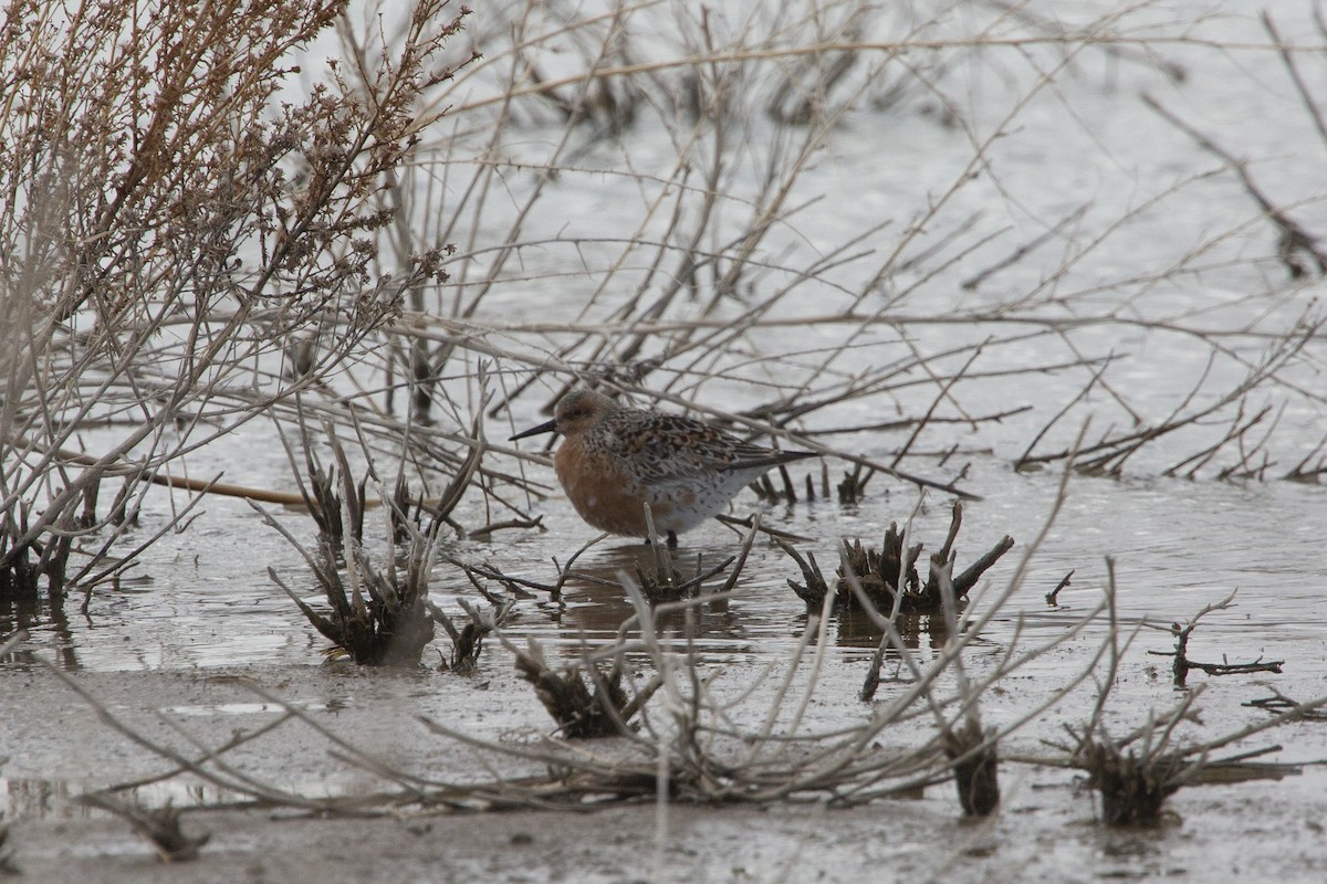 Red Knot - ML446438321