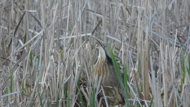 American Bittern - ML446438561