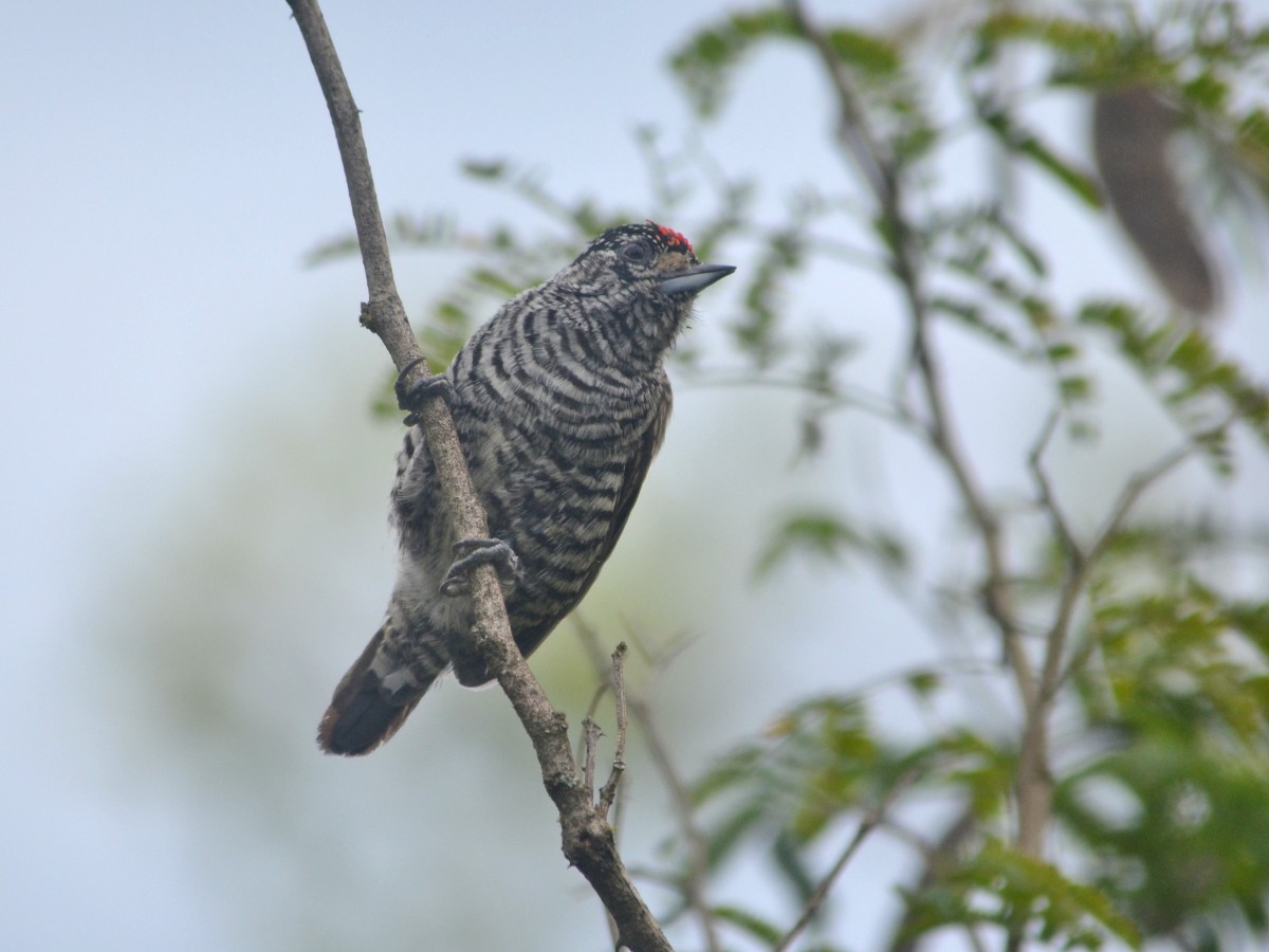 White-barred Piculet - ML446439561