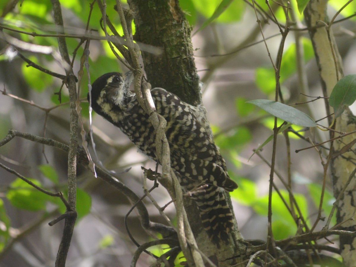 Checkered Woodpecker - ML446439601