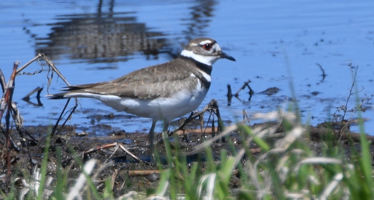 Killdeer - Glenda Jones