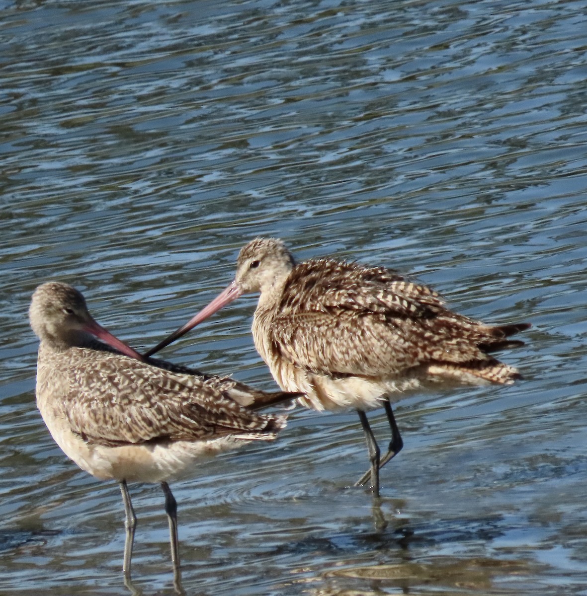 Marbled Godwit - ML446441151