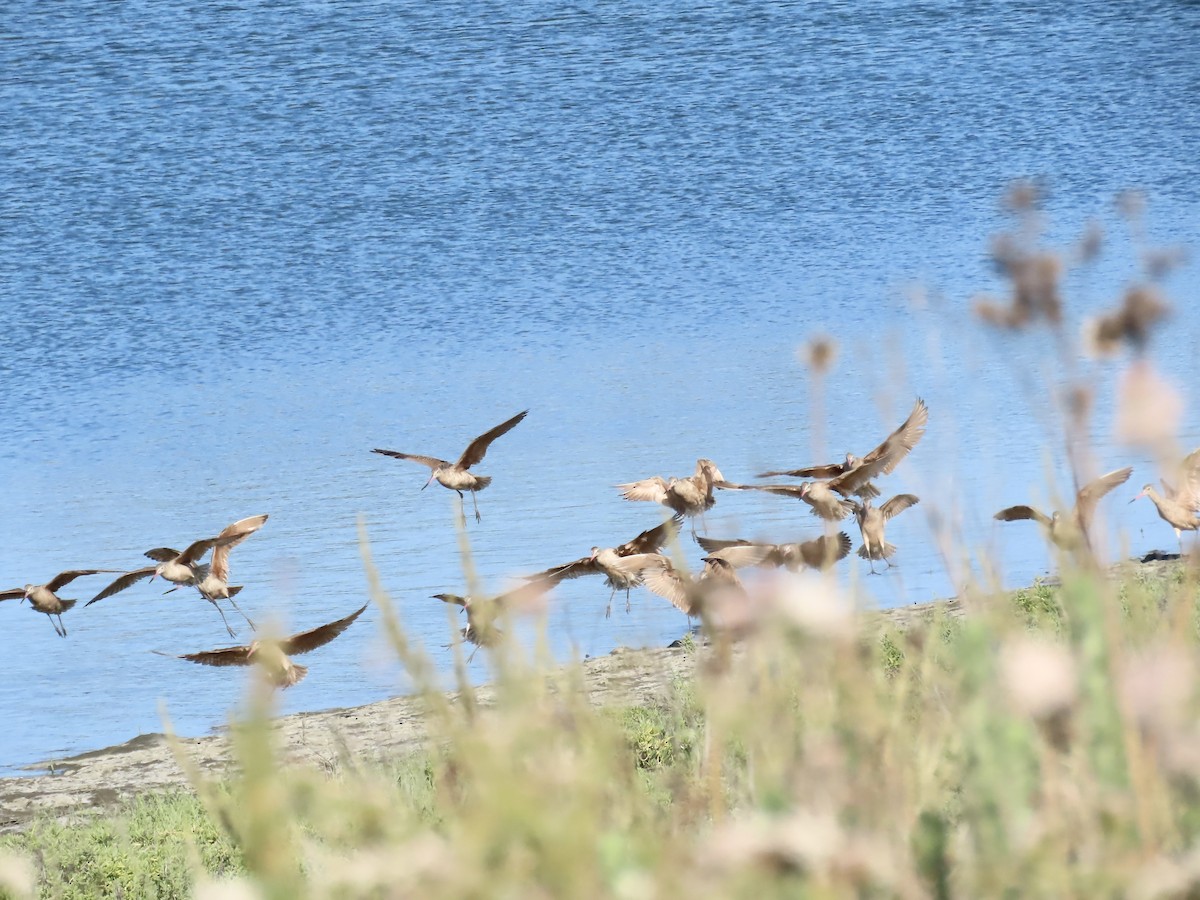 Marbled Godwit - ML446441211