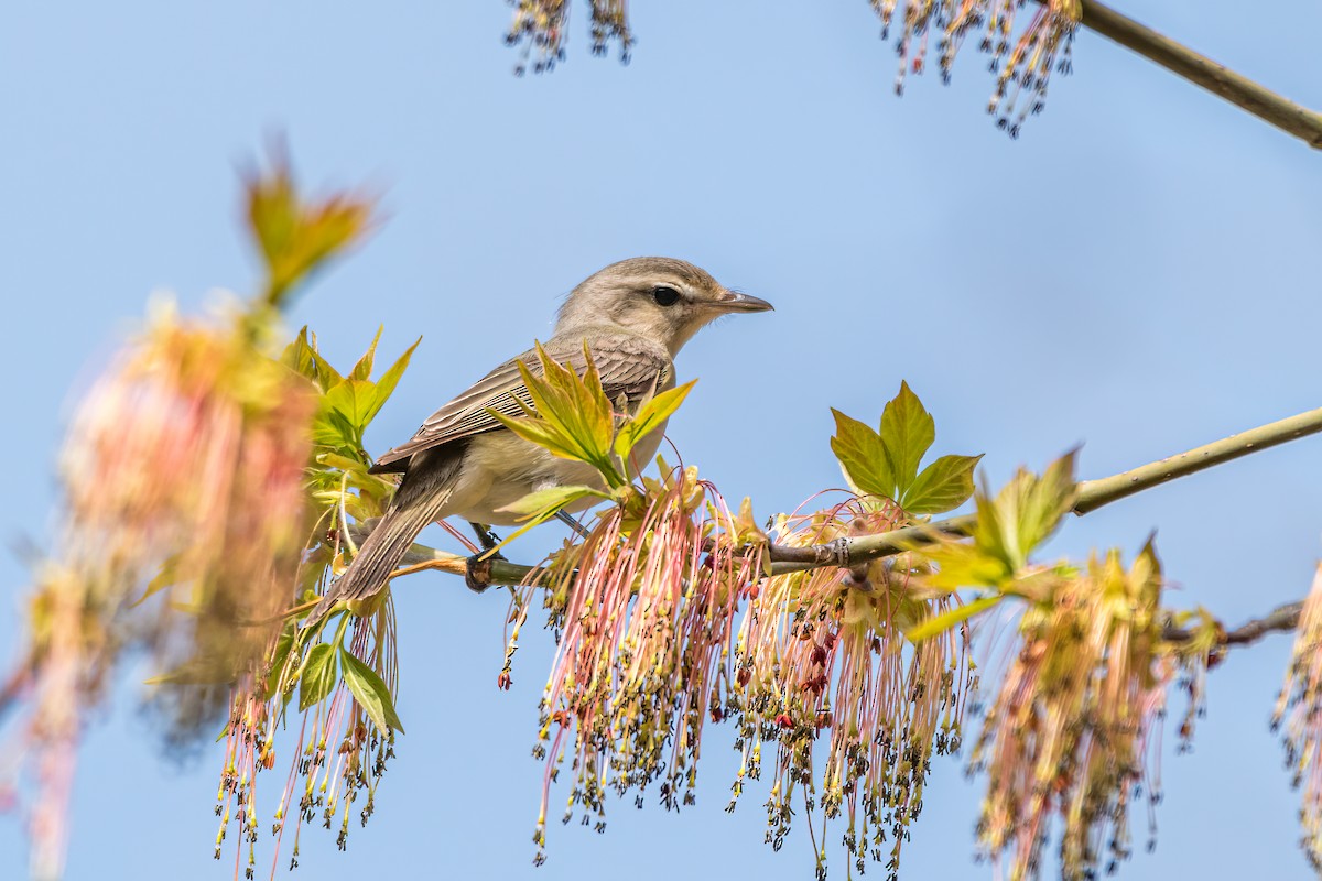 Warbling Vireo - Matt Saunders