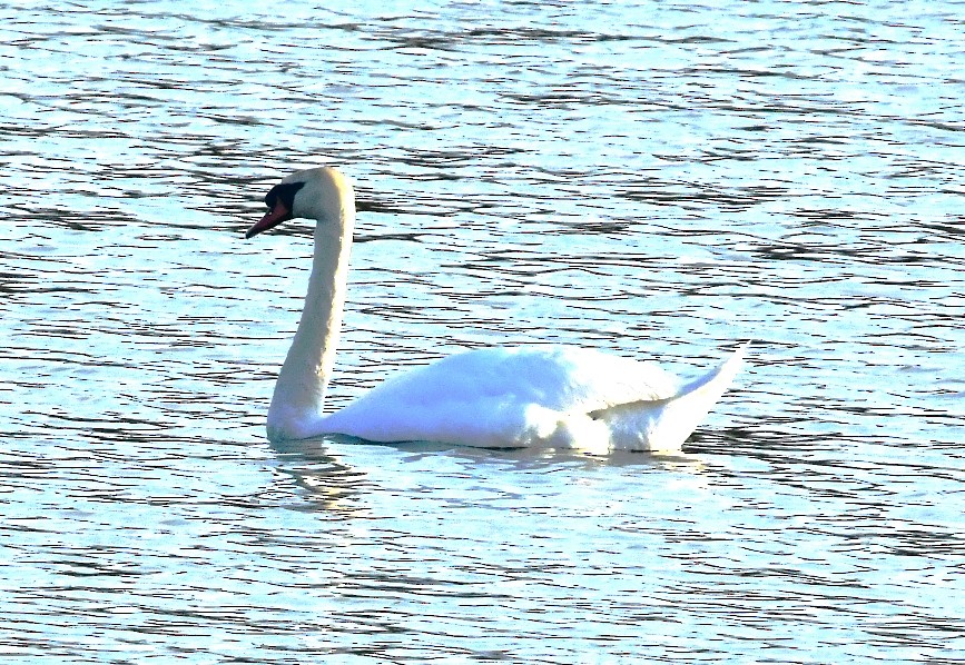 Хуруут хун - ML446442651