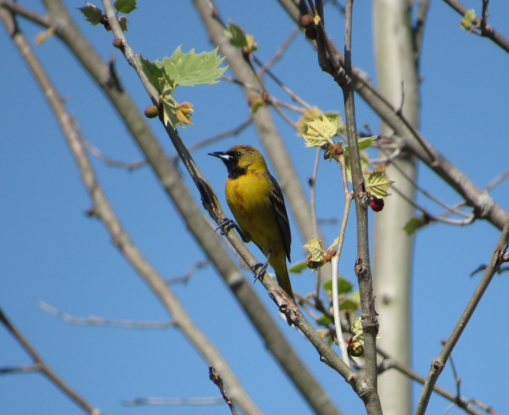 Orchard Oriole - ML446443361