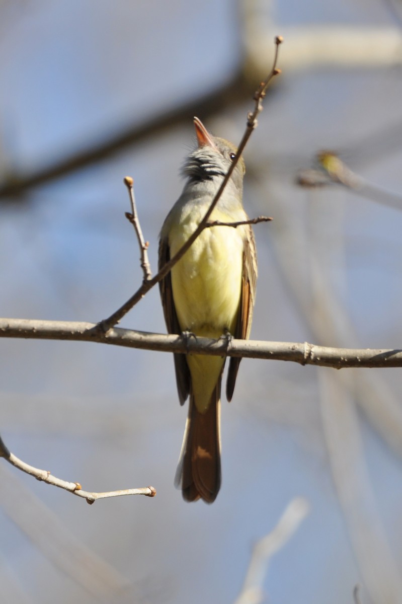 Great Crested Flycatcher - ML446443771