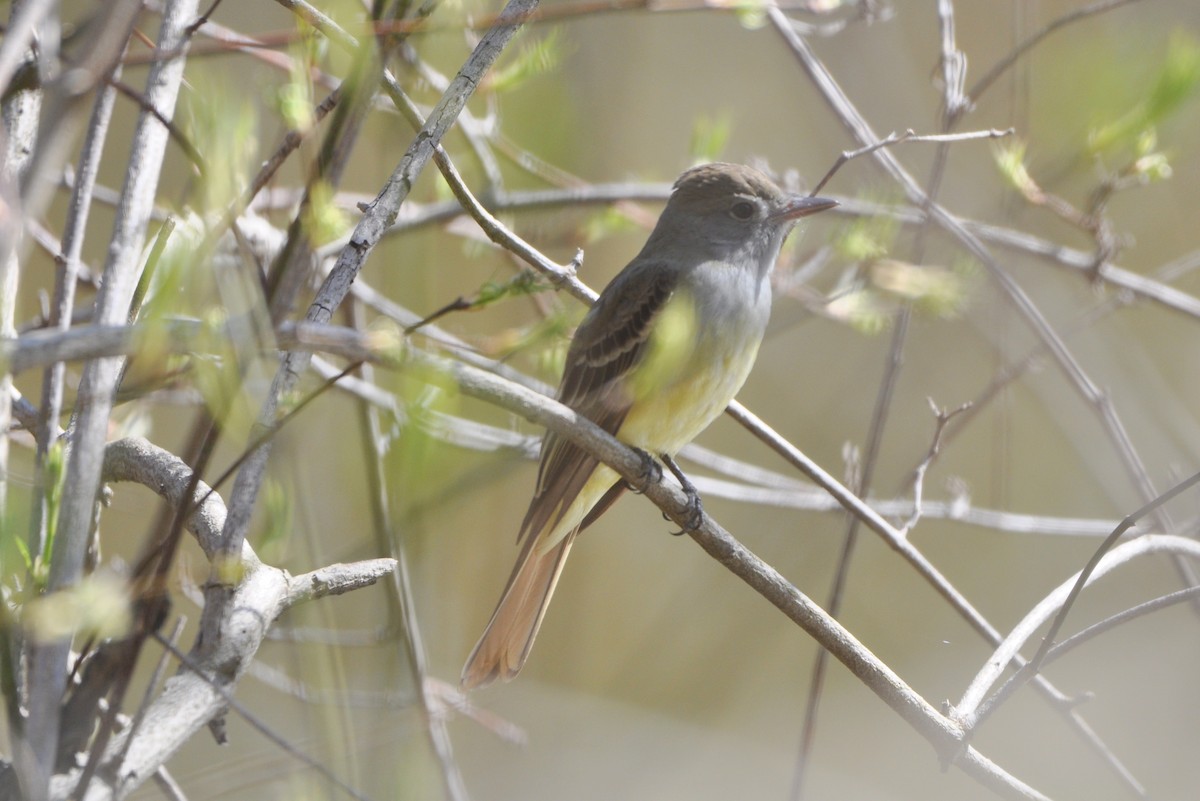 Great Crested Flycatcher - ML446443781
