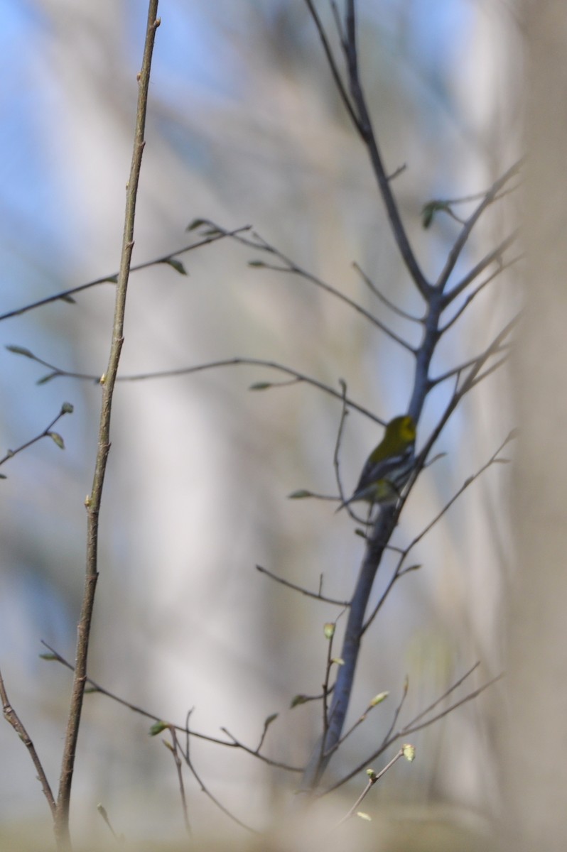 Black-throated Green Warbler - ML446443871