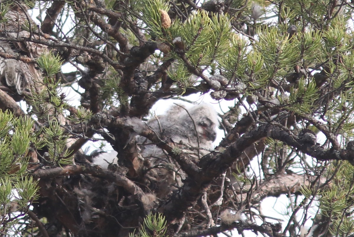 Great Horned Owl - ML446443881