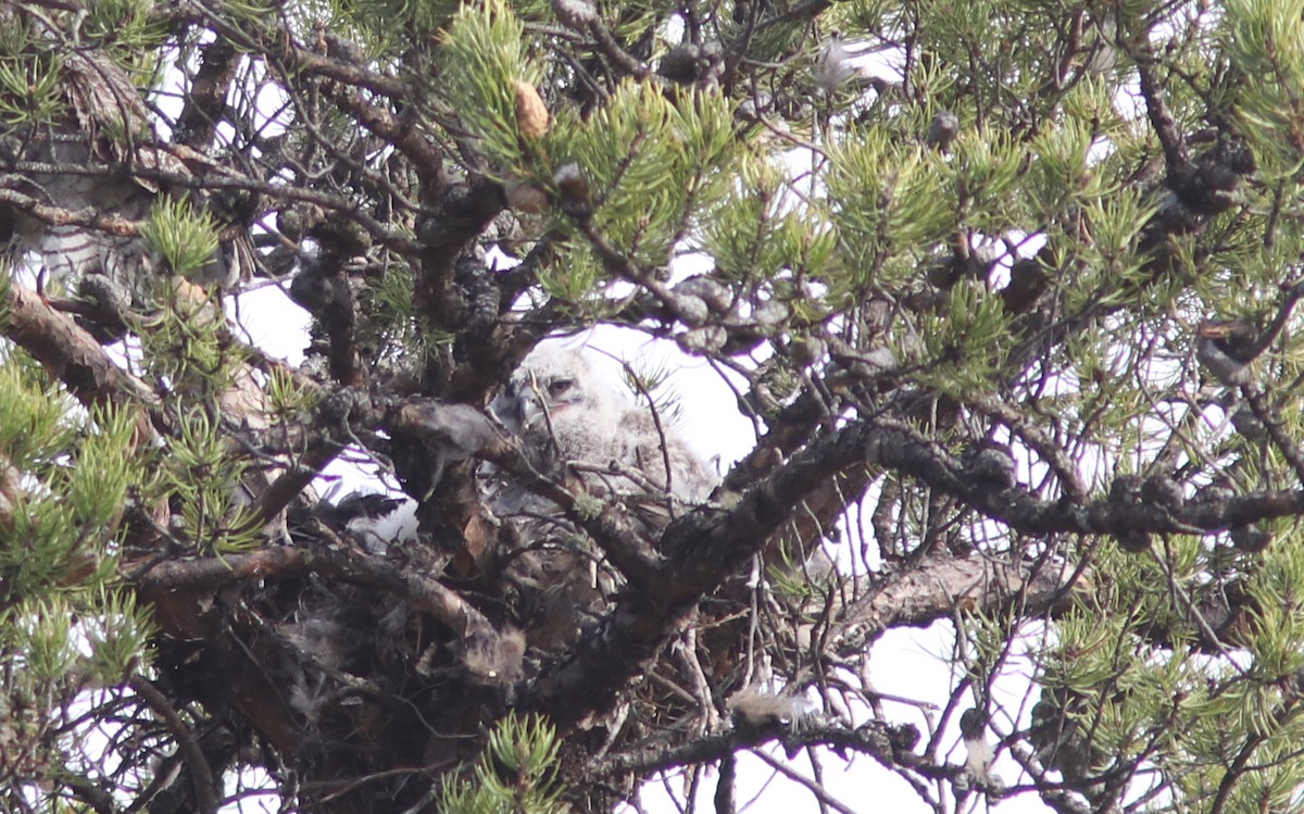Great Horned Owl - ML446443891
