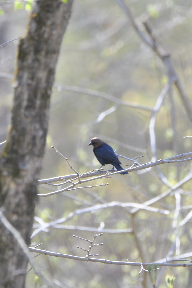 Brown-headed Cowbird - ML446443981