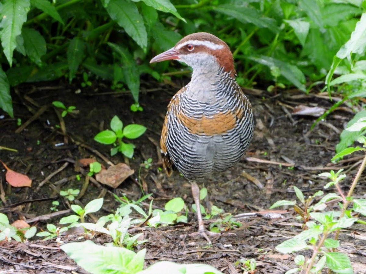 Buff-banded Rail - ML446444091