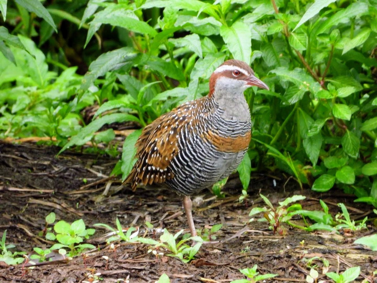 Buff-banded Rail - ML446444101
