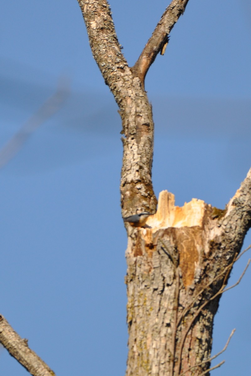 Red-breasted Nuthatch - Matt Bueby