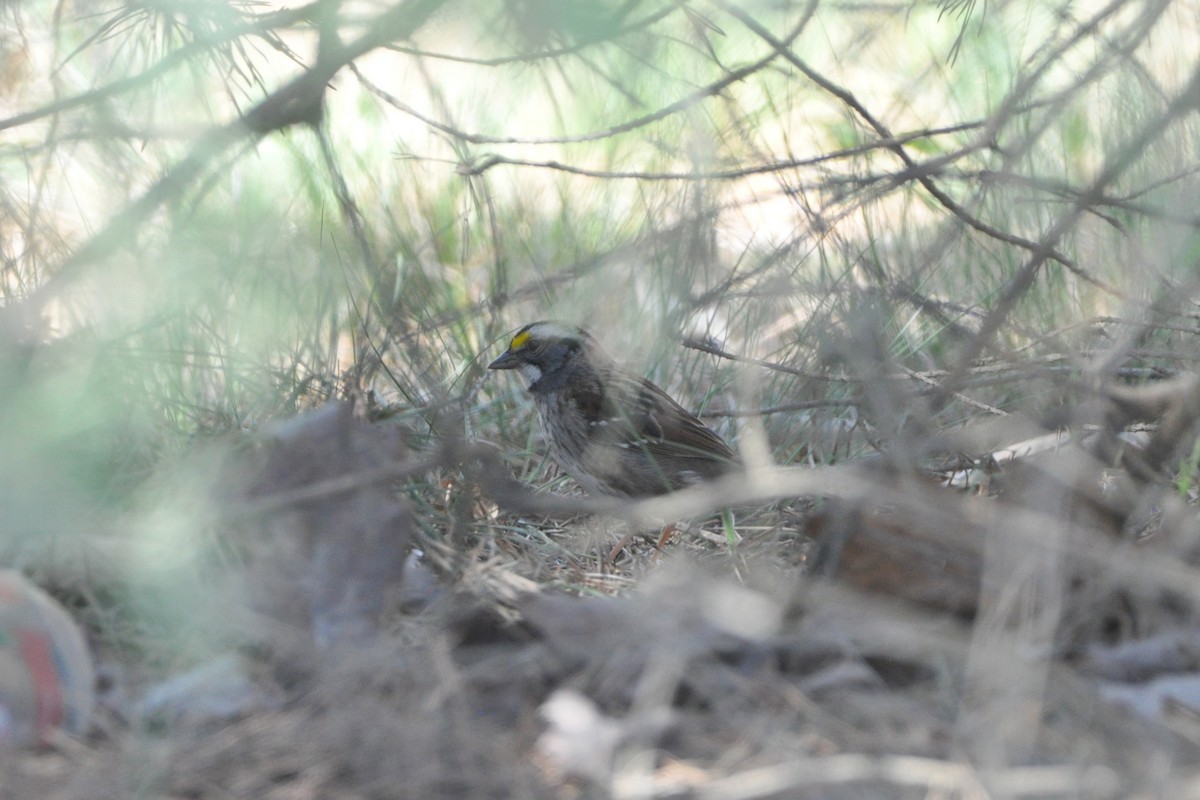 White-throated Sparrow - ML446444481