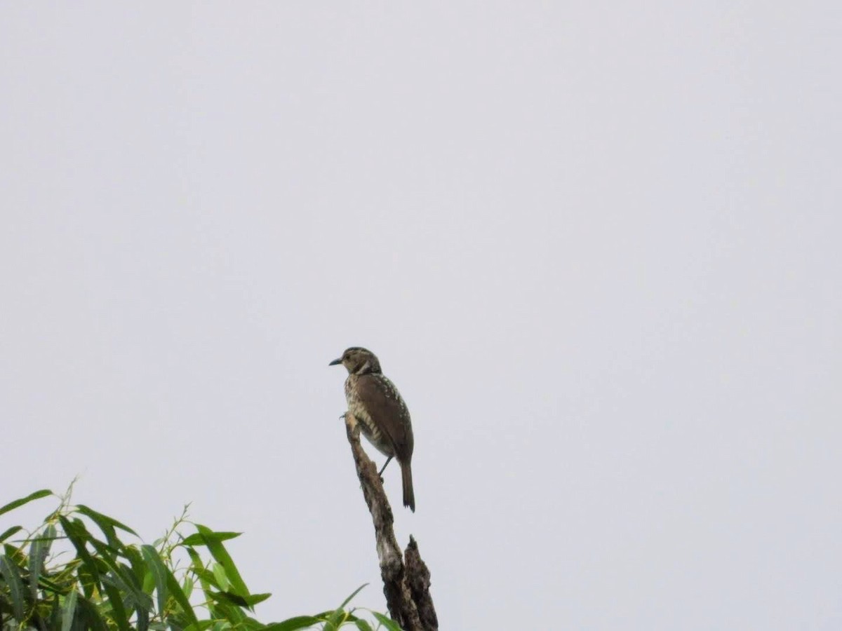 Regent Bowerbird - ML446444551