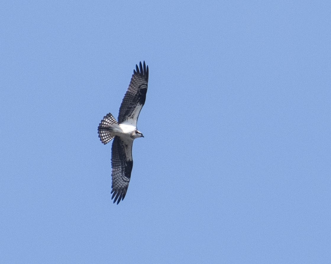 Osprey - ML446444641