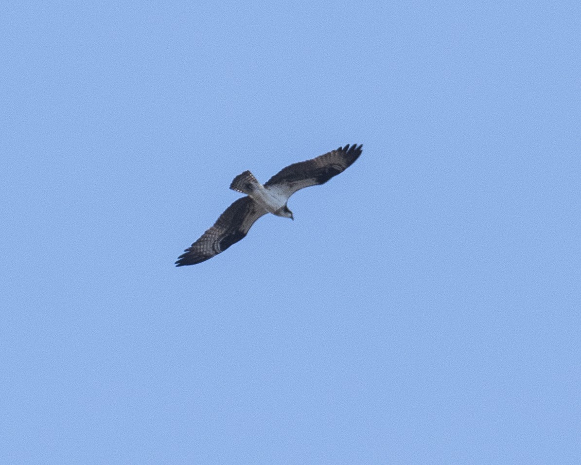 Osprey - ML446444661