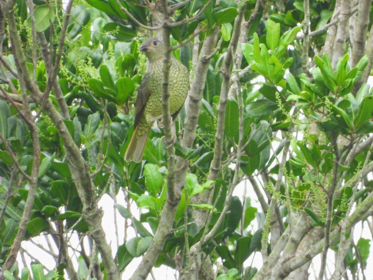 Satin Bowerbird - ML446444701