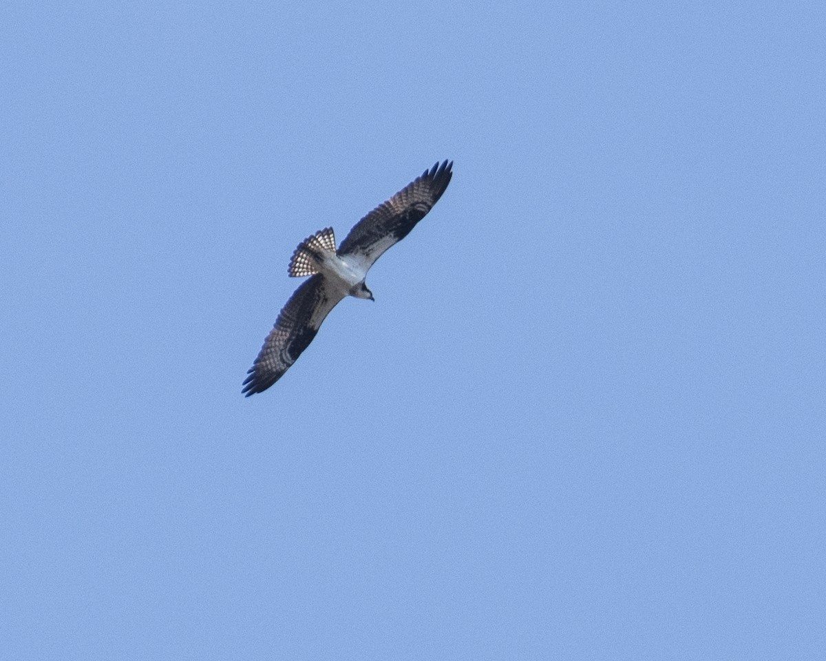 Osprey - ML446444721