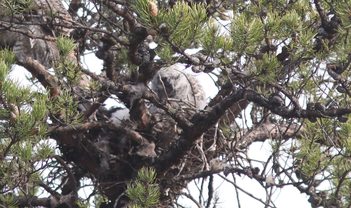 Great Horned Owl - ML446444731