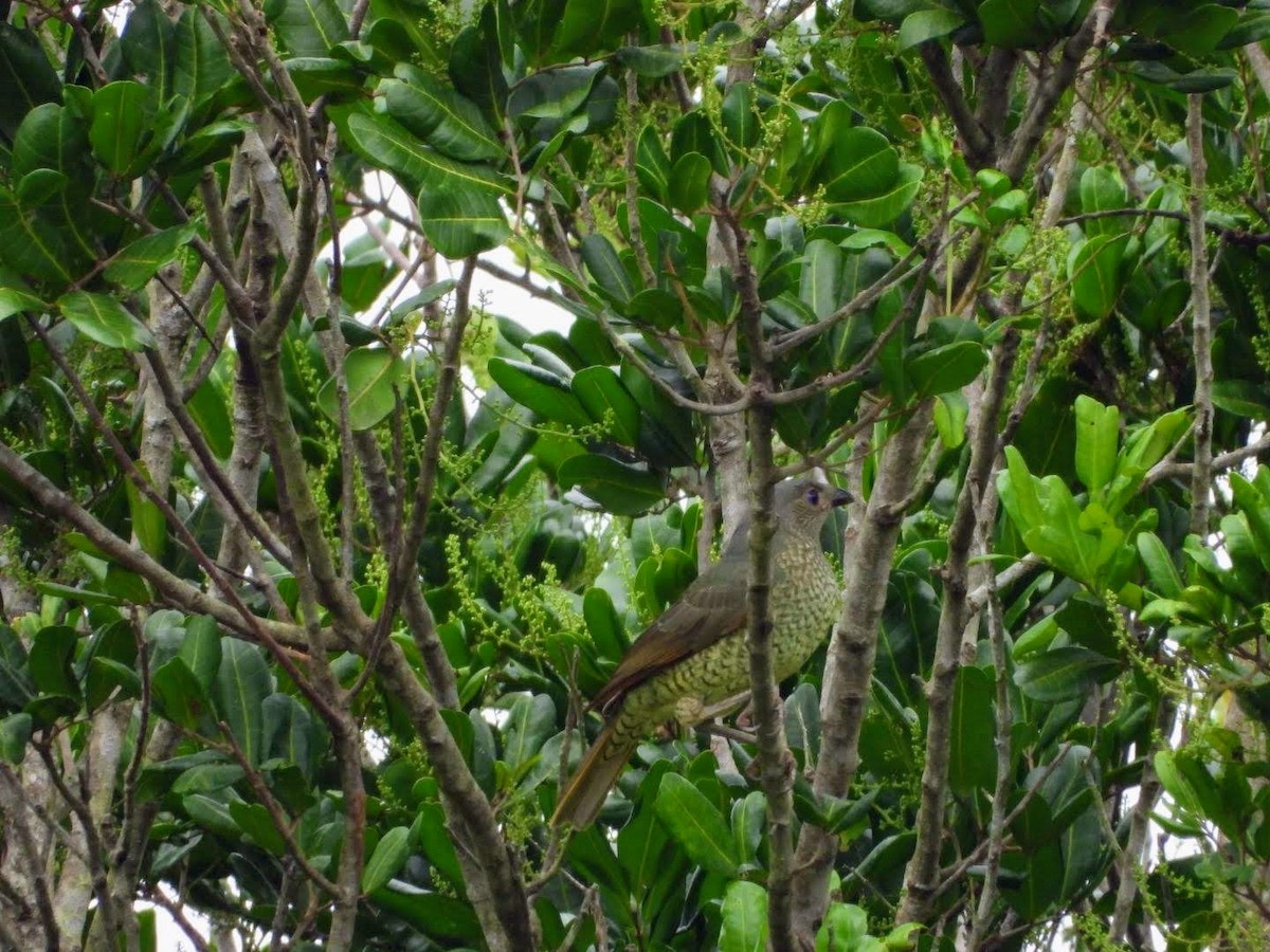 Satin Bowerbird - ML446444761