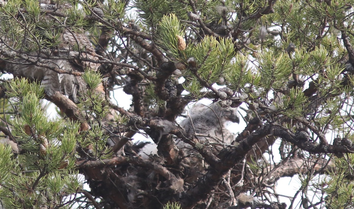 Great Horned Owl - ML446444811