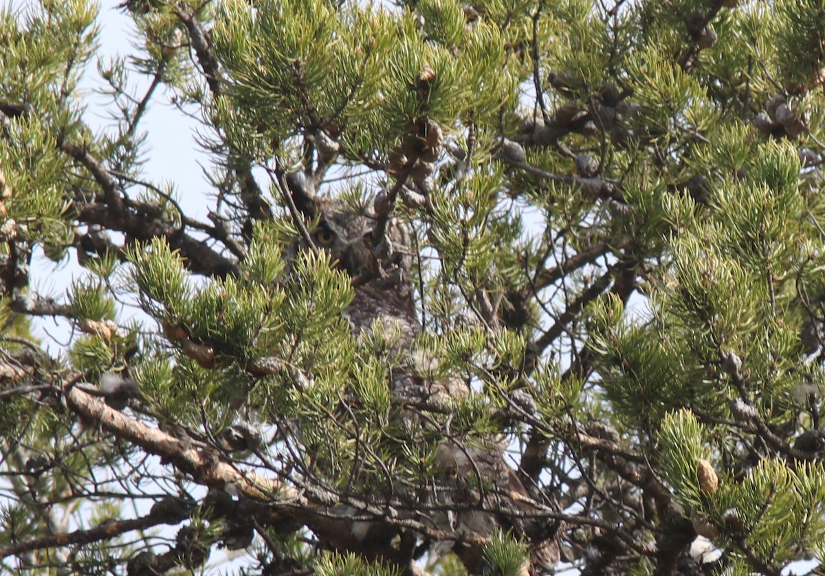 Great Horned Owl - ML446444831