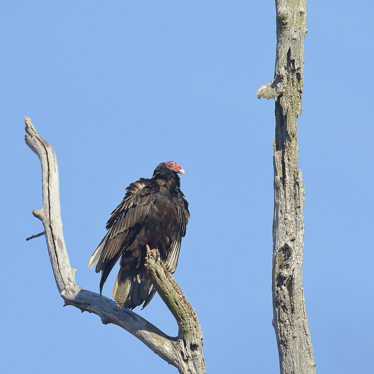 Turkey Vulture - ML446444931