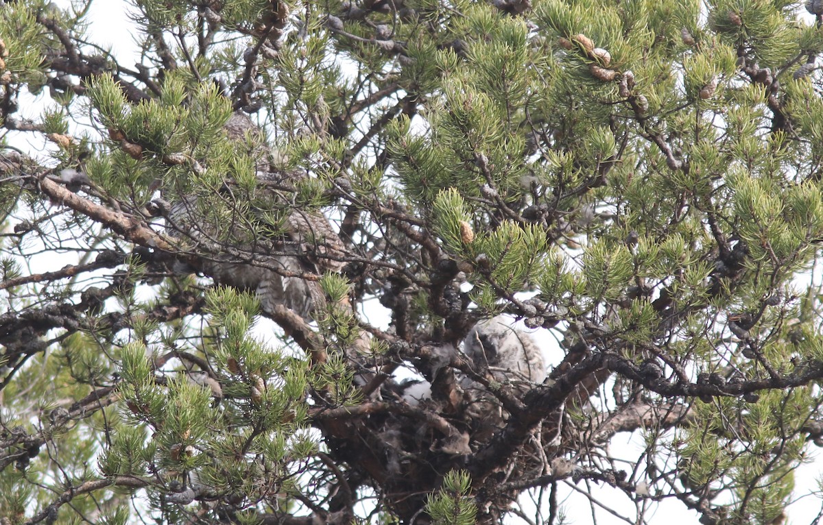 Great Horned Owl - ML446444941