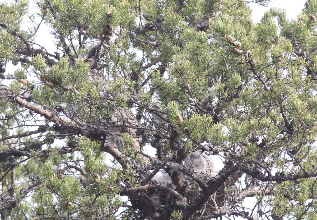 Great Horned Owl - ML446445141