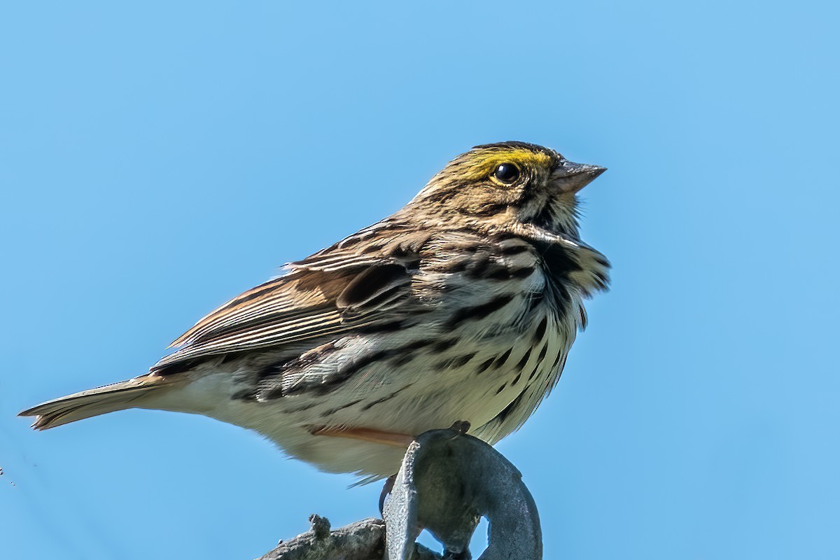 Savannah Sparrow - ML446445531