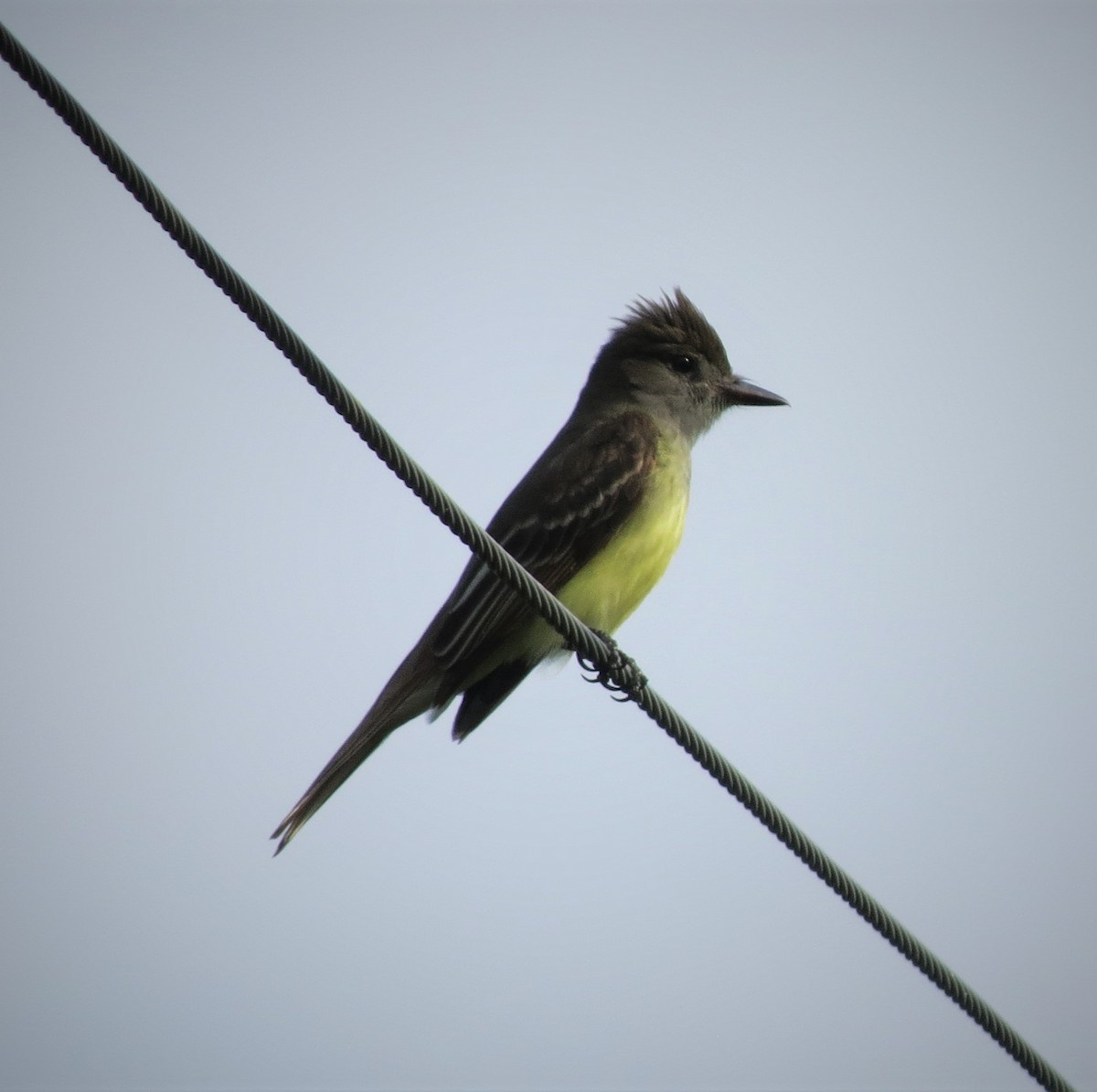 Great Crested Flycatcher - ML446445681