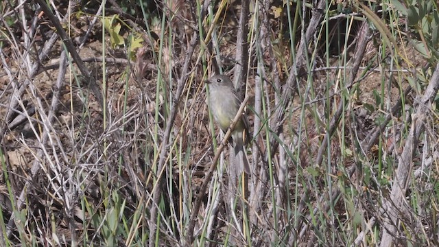 Hammond's Flycatcher - ML446448131