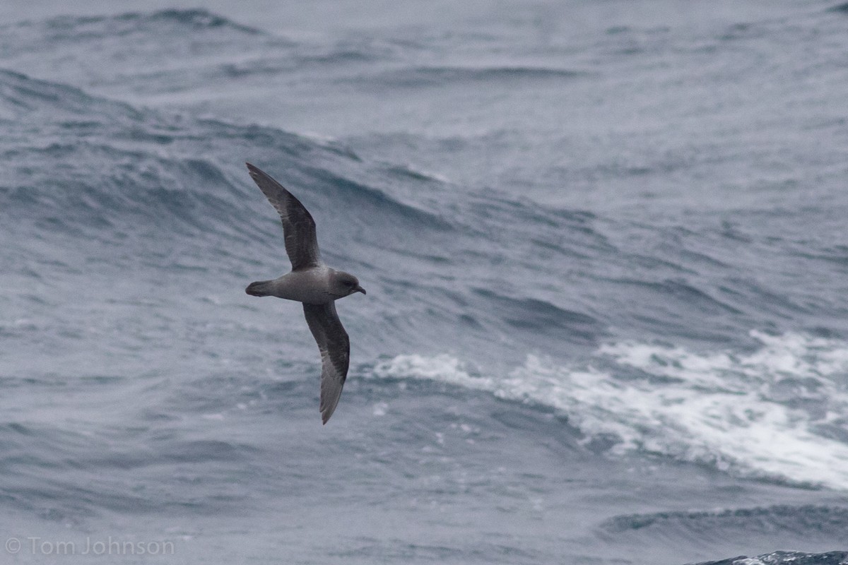 Kerguelen Petrel - Tom Johnson