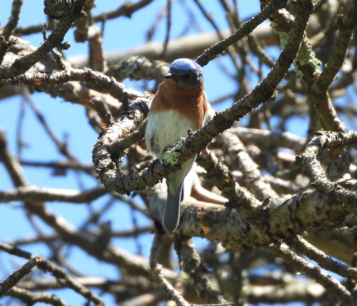 Eastern Bluebird - David Bennett