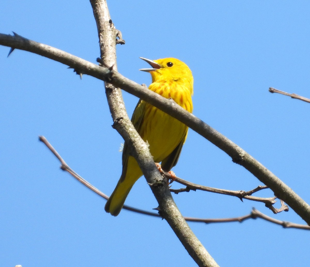 Yellow Warbler - ML446450041