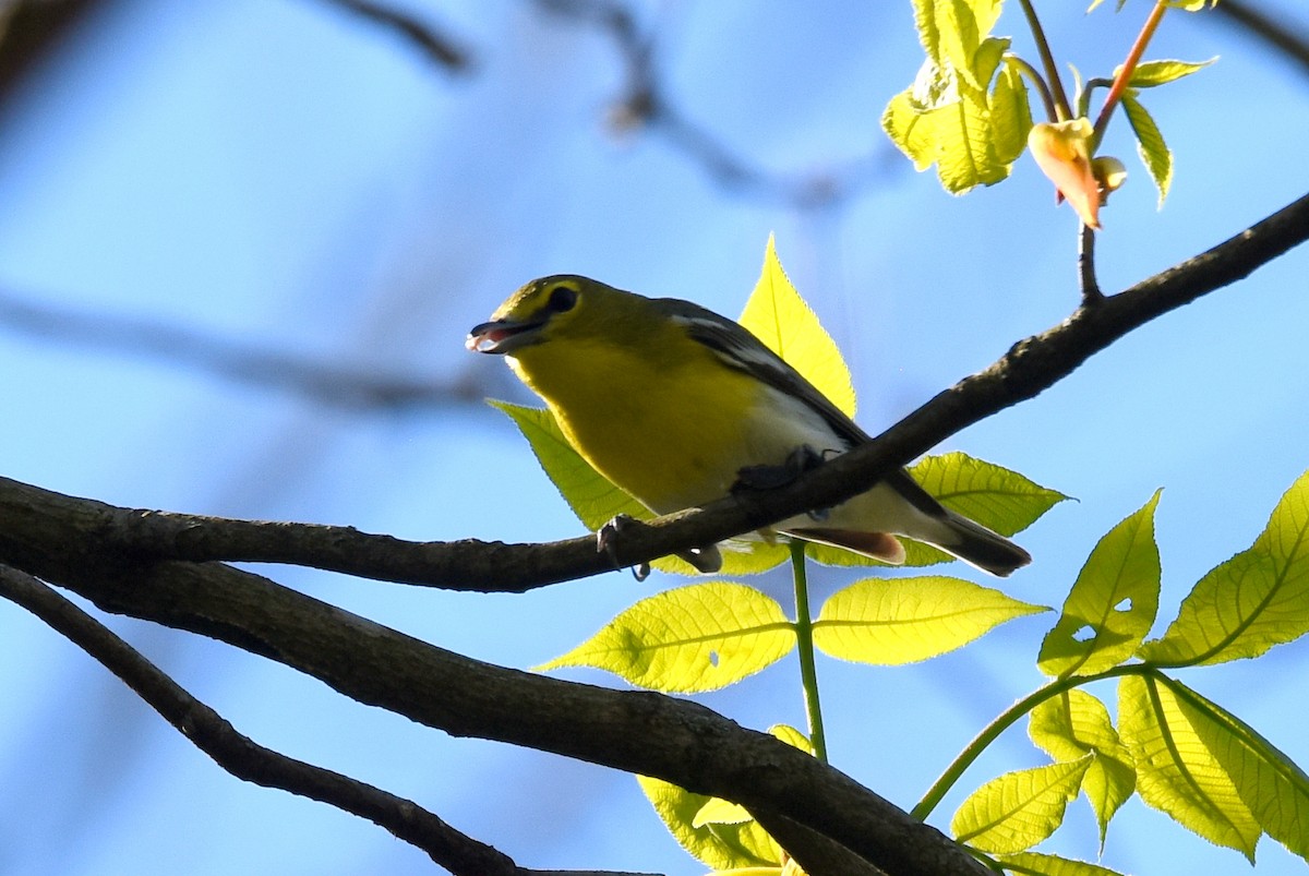 Vireo Gorjiamarillo - ML446450881