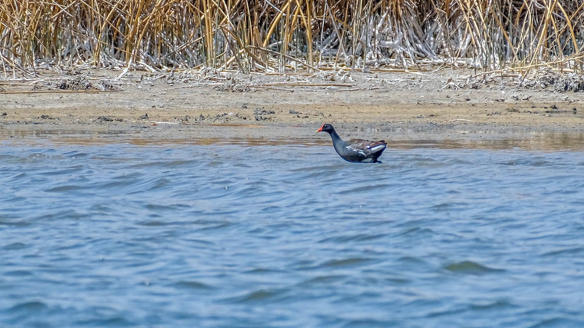Common Gallinule - ML446451071