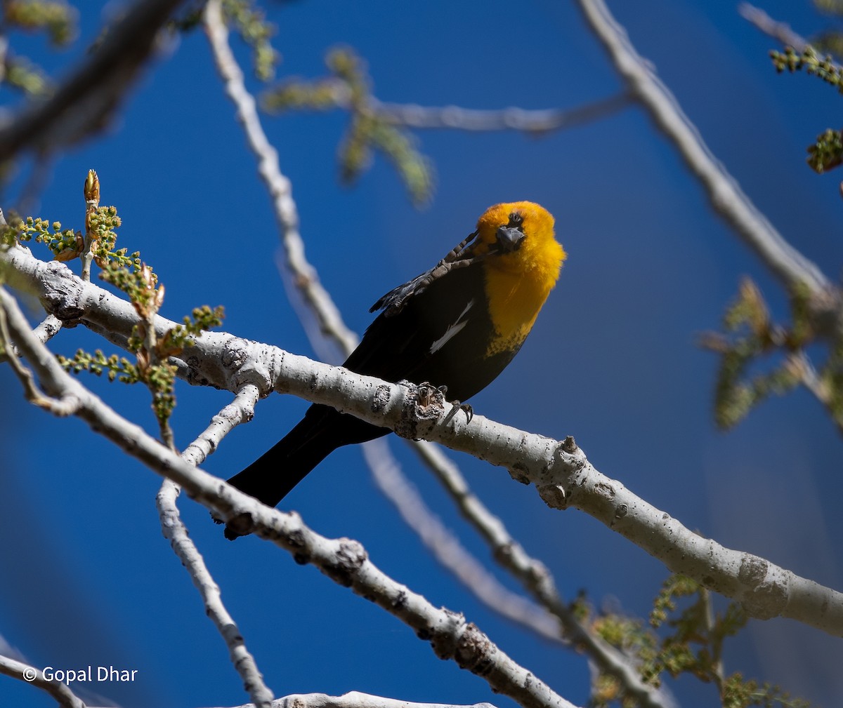 Yellow-headed Blackbird - ML446451181