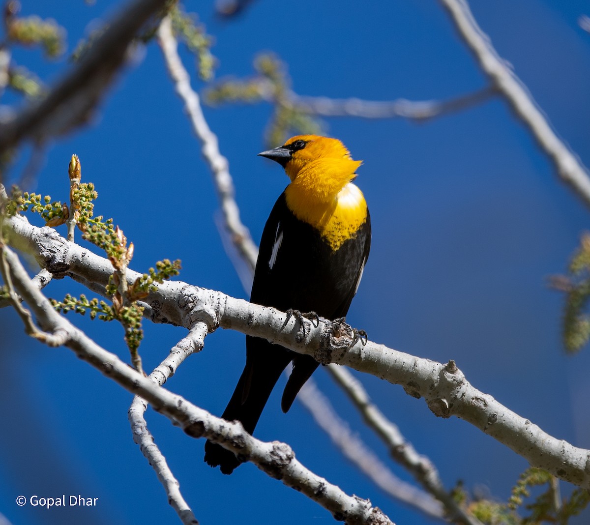 Yellow-headed Blackbird - ML446451231